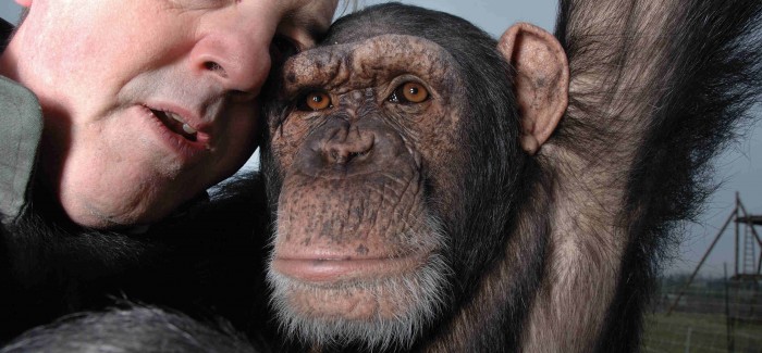 «¿Qué son los grandes simios? Personas no humanas que luchan por vivir en un mundo cada vez más limitado»