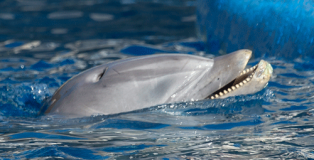 Úlcera en un delfín del Zoo Aquarium de Madrid, con pérdida de piel en la boca.(Fotografía cedida por Sea Shepherd Conservation Society).