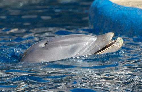 Proyecto Gran Simio denuncia al Zoo Aquarium de Madrid por supuesto maltrato a sus delfines