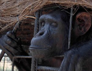 Una ley que defienda los derechos básicos de los grandes simios.