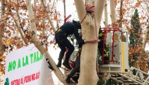 Defender cada árbol en Madrid.