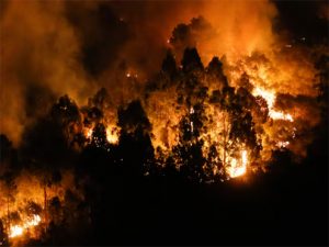 Sindicatos y ecologistas piden medidas urgentes contra los incendios.