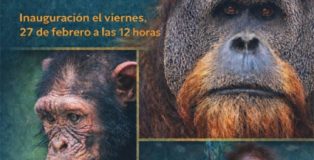 Cruces de miradas, exposición fotográfica sobre el mundo de los simios.