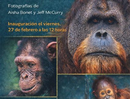 Cruces de miradas, exposición fotográfica en el Congreso sobre el mundo de los simios