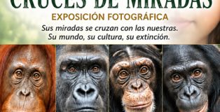 Exposición fotográfica 'Cruces de miradas': la expresión de los grandes simios.