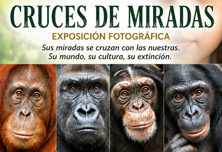 Exposición fotográfica ‘Cruces de miradas’: la cercana expresión de los grandes simios